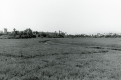 Ballona-Wetlands-14-2019