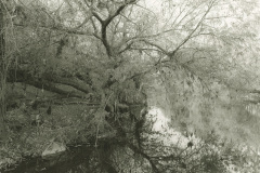 LA-River_Sepulveda-Basin-78-2018