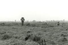 Los-Cerritos-Wetlands-12-2019