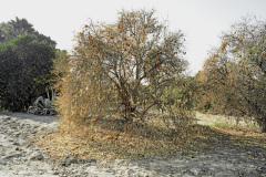 Orchard-24C-2021.tif-copy