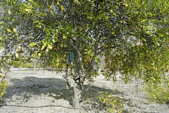 Orchard-28C-2022