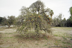 Orchard-50C-2023