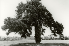 Redlands-26-2021