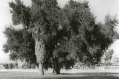 Redlands-32-2022